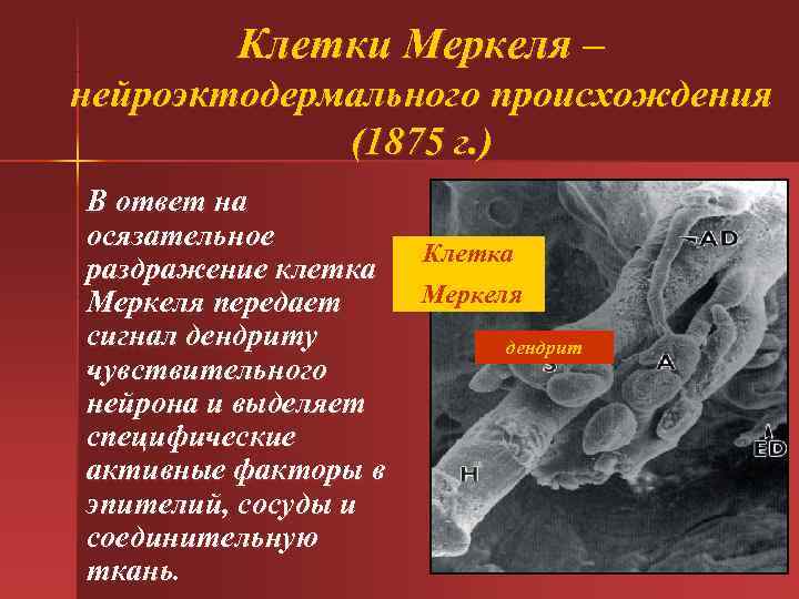 Клетки Меркеля – нейроэктодермального происхождения (1875 г. ) В Клетки Меркеля – нейроэктодермального происхождения (1875 г. ) В