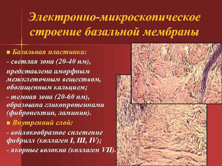 Электронно-микроскопическое строение базальной мембраны n Базальная пластинка: - светлая зона (20 -40 Электронно-микроскопическое строение базальной мембраны n Базальная пластинка: - светлая зона (20 -40