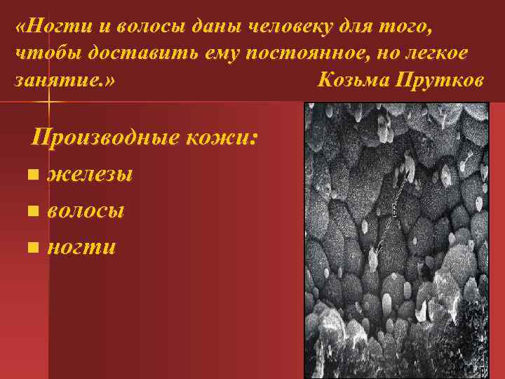 «Ногти и волосы даны человеку для того, чтобы доставить ему постоянное, но легкое «Ногти и волосы даны человеку для того, чтобы доставить ему постоянное, но легкое