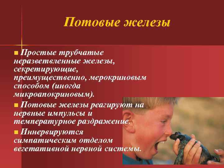 Потовые железы n Простые трубчатые неразветвленные железы, секретирующие, преимущественно, мерокриновым способом Потовые железы n Простые трубчатые неразветвленные железы, секретирующие, преимущественно, мерокриновым способом