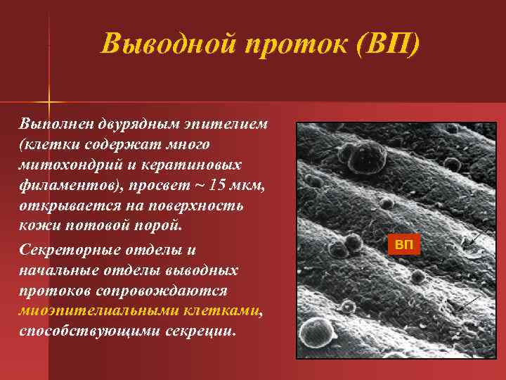 Выводной проток (ВП) Выполнен двурядным эпителием (клетки содержат много митохондрий и Выводной проток (ВП) Выполнен двурядным эпителием (клетки содержат много митохондрий и
