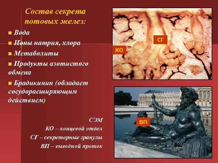 Состав секрета потовых желез: n Вода СГ n Ионы Состав секрета потовых желез: n Вода СГ n Ионы