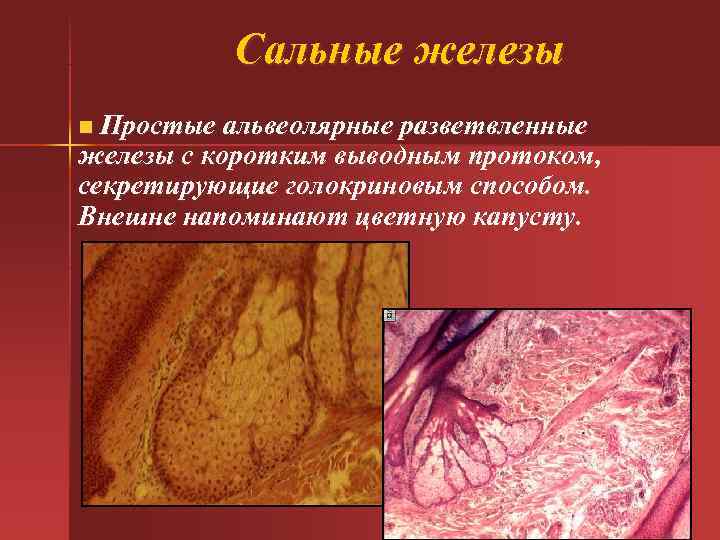 Сальные железы n Простые альвеолярные разветвленные железы с коротким выводным протоком, Сальные железы n Простые альвеолярные разветвленные железы с коротким выводным протоком,