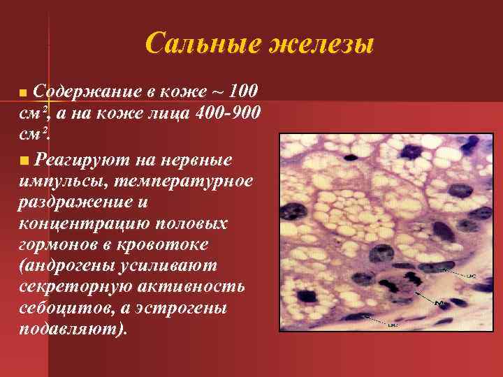 Сальные железы n Содержание в коже ~ 100 см², а на Сальные железы n Содержание в коже ~ 100 см², а на