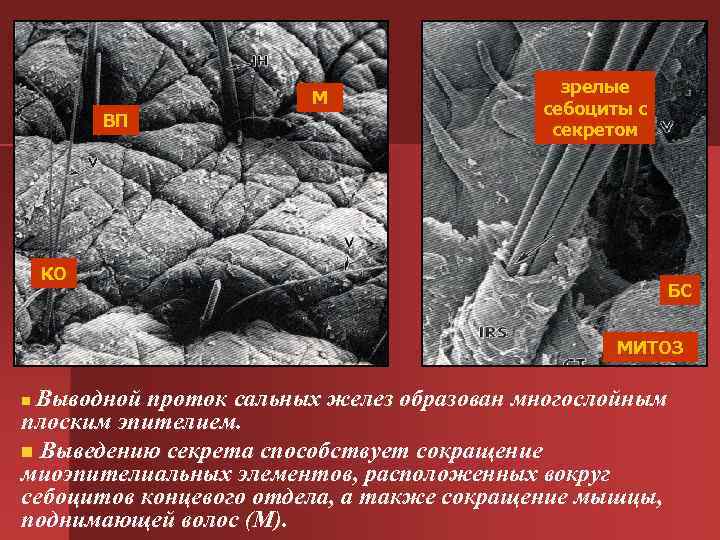 зрелые М себоциты с зрелые М себоциты с