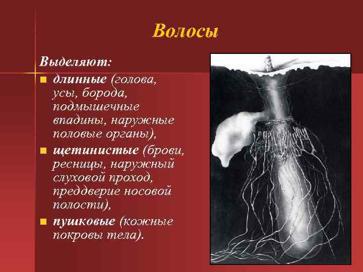 Волосы Выделяют: n длинные (голова, усы, борода, подмышечные Волосы Выделяют: n длинные (голова, усы, борода, подмышечные