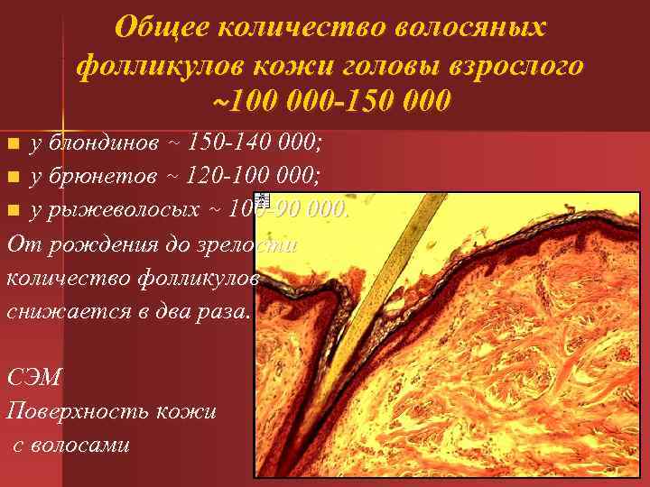 Общее количество волосяных фолликулов кожи головы взрослого ~100 000 -150 Общее количество волосяных фолликулов кожи головы взрослого ~100 000 -150