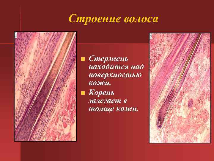 Строение волоса n Стержень находится над поверхностью кожи. n Строение волоса n Стержень находится над поверхностью кожи. n