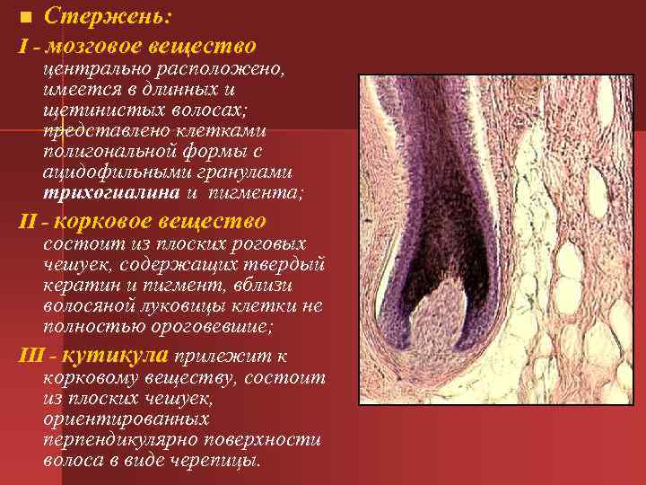 Находиться иметься. Корковое и мозговое вещество волоса. Корковое вещество волоса состоит. Трихогиалин. Корковое вещество волоса состоит из гистология.