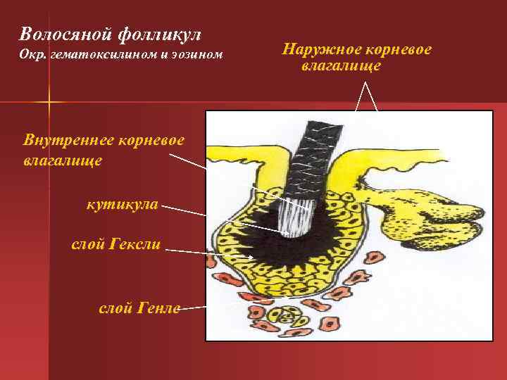 Волосяной фолликул Окр. гематоксилином и эозином Наружное корневое Волосяной фолликул Окр. гематоксилином и эозином Наружное корневое