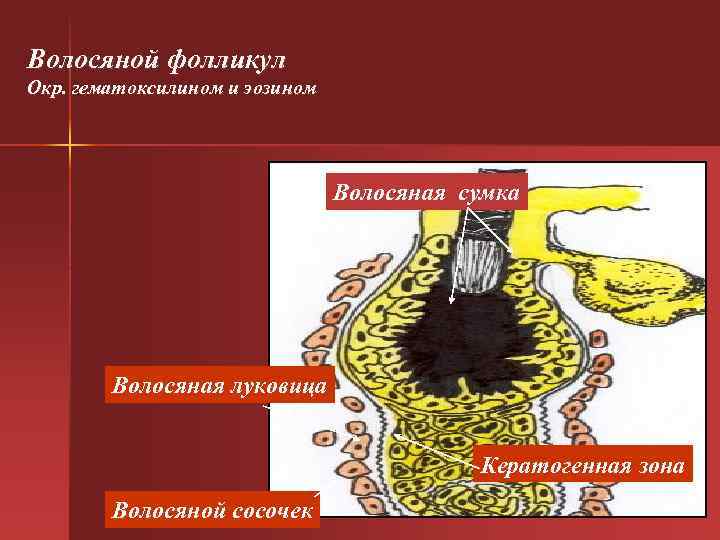 Волосяной фолликул Окр. гематоксилином и эозином Волосяная сумка Волосяной фолликул Окр. гематоксилином и эозином Волосяная сумка