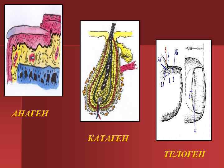 АНАГЕН КАТАГЕН ТЕЛОГЕН АНАГЕН КАТАГЕН ТЕЛОГЕН