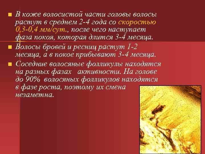 n В коже волосистой части головы волосы растут в среднем 2 -4 года n В коже волосистой части головы волосы растут в среднем 2 -4 года