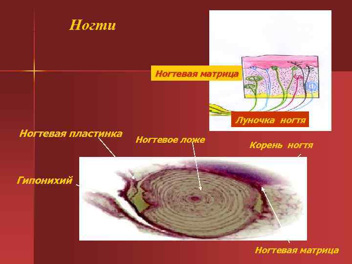 Ногти Ногтевая матрица Луночка Ногти Ногтевая матрица Луночка