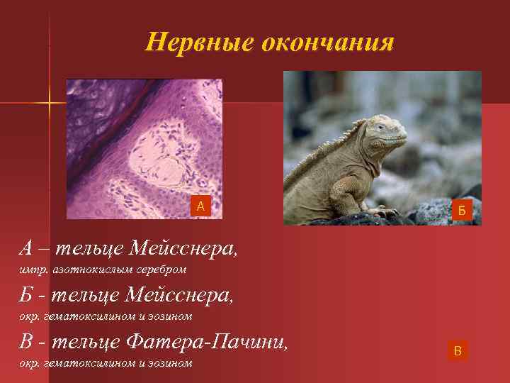 Нервные окончания А Нервные окончания А