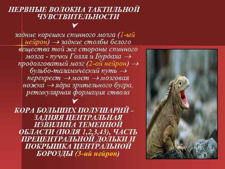 НЕРВНЫЕ ВОЛОКНА ТАКТИЛЬНОЙ ЧУВСТВИТЕЛЬНОСТИ задние корешки спинного мозга (1 -ый нейрон) НЕРВНЫЕ ВОЛОКНА ТАКТИЛЬНОЙ ЧУВСТВИТЕЛЬНОСТИ задние корешки спинного мозга (1 -ый нейрон)