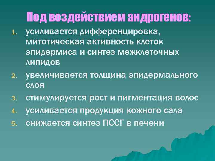  Под воздействием андрогенов: 1.  усиливается дифференцировка,  митотическая активность клеток эпидермиса и