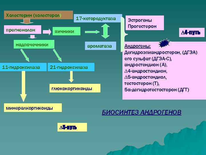  Холестерин (холестерол)      17 -кеторедуктаза  Эстрогены  