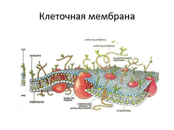 Клеточная мембрана 