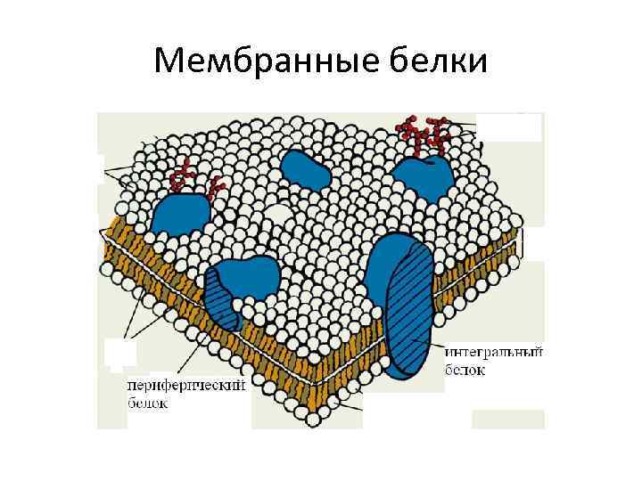 Белки мембраны