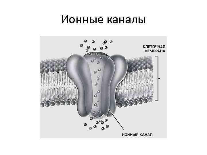 Ионные каналы 