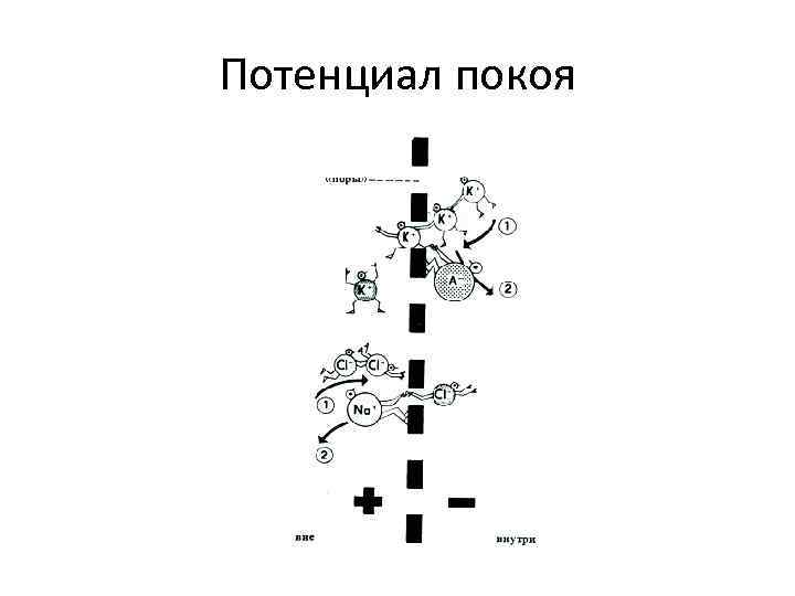 Потенциал покоя 