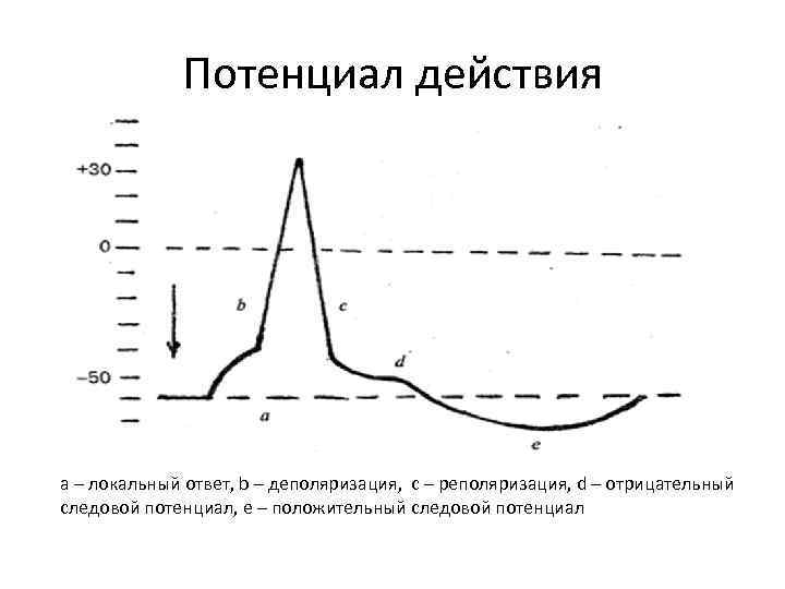 Графическое изображение потенциала покоя