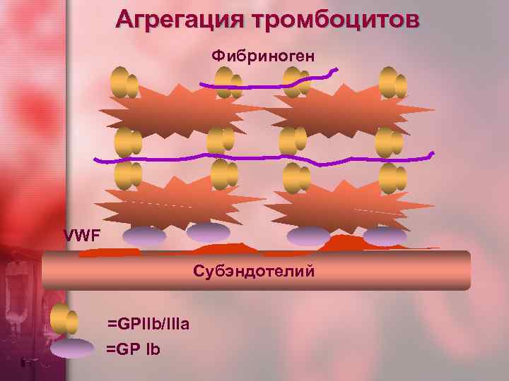   Агрегация тромбоцитов     Фибриноген VWF    