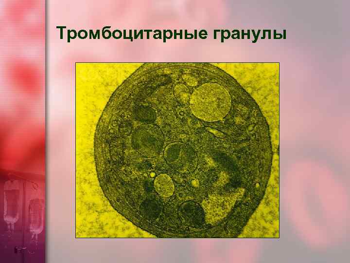 Тромбоцитарные гранулы 