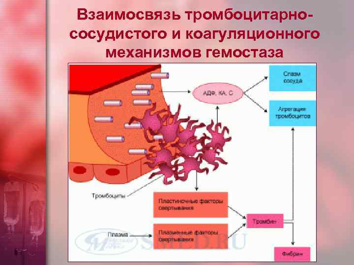 Первичный гемостаз схема