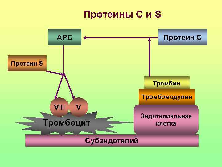     Протеины С и S    АРС  