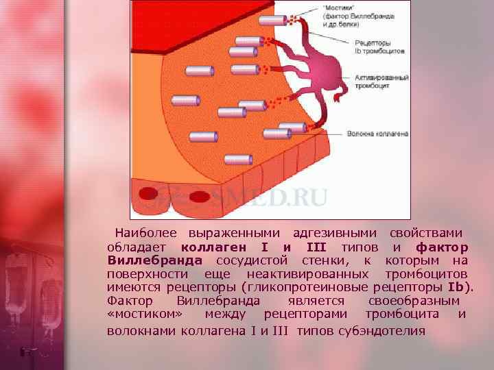   Наиболее выраженными адгезивными свойствами     обладает коллаген I и