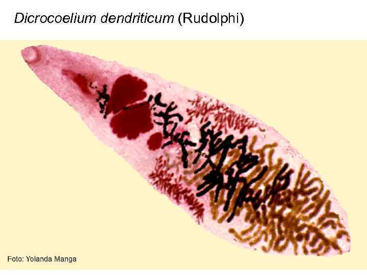Dicrocoelium dendriticum (Rudolphi) 
