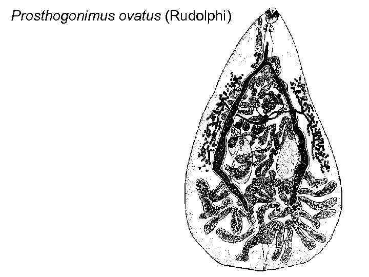 Prosthogonimus ovatus (Rudolphi) 