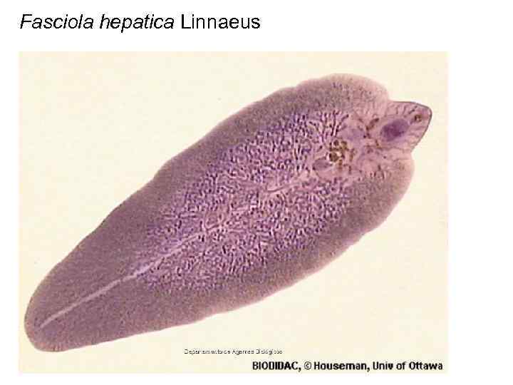 Fasciola hepatica Linnaeus 
