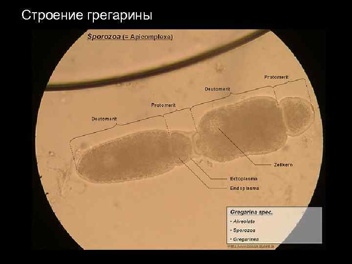 Строение грегарины 