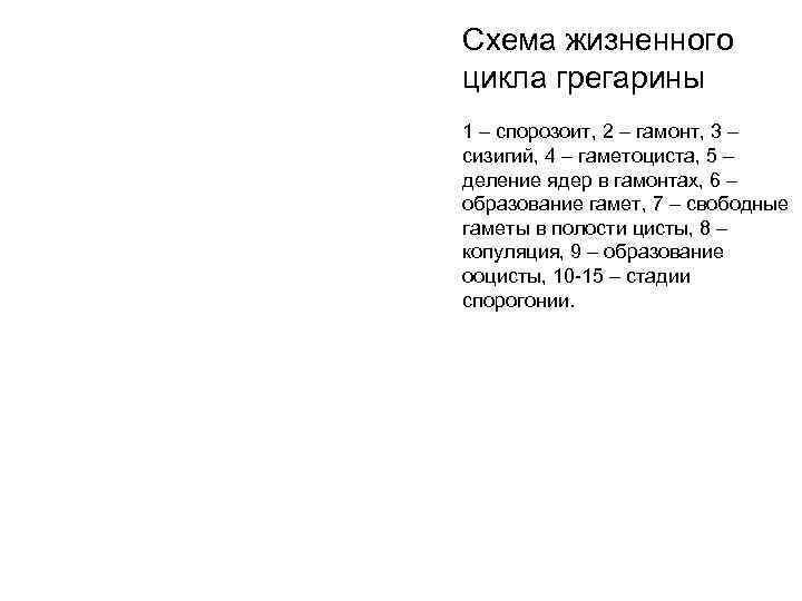 Схема жизненного цикла грегарины 1 – спорозоит, 2 – гамонт, 3 – сизигий, 4