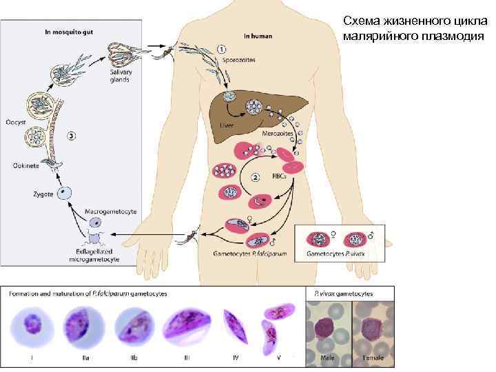 Схема жизненного цикла малярийного плазмодия 