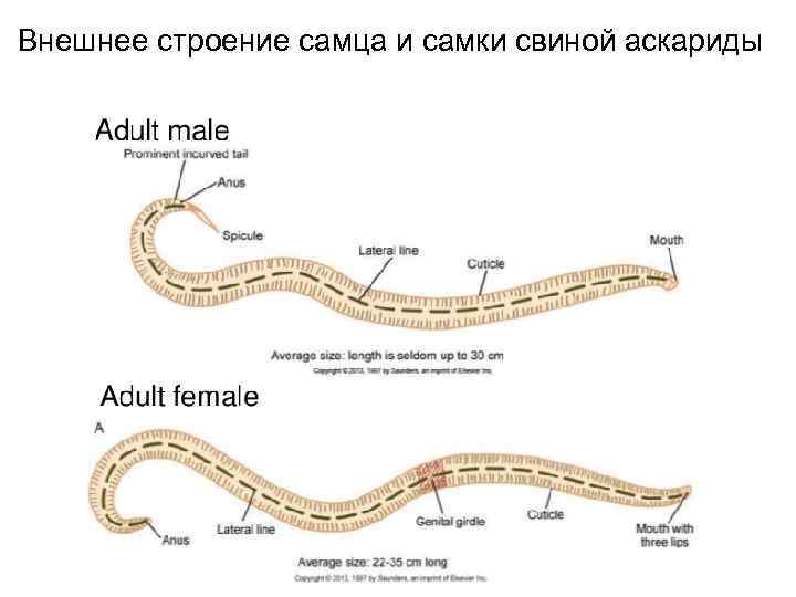 Внешнее строение самца и самки свиной аскариды 