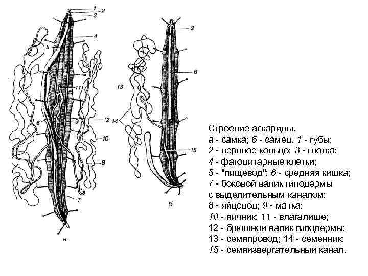 Строение аскариды. а - самка; б - самец. 1 - губы; 2 - нервное
