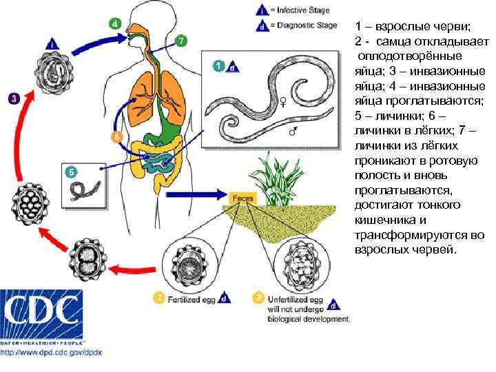 1 – взрослые черви; 2 - самца откладывает оплодотворённые яйца; 3 – инвазионные яйца;