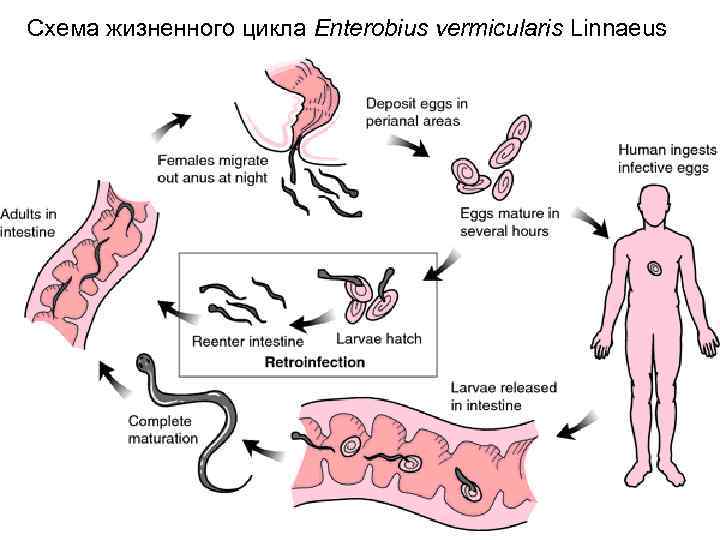 Схема жизненного цикла Enterobius vermicularis Linnaeus 