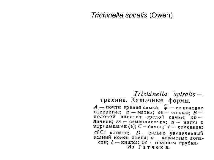 Trichinella spiralis (Owen) 