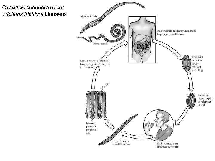Схема жизненного цикла Trichuris trichiura Linnaeus 