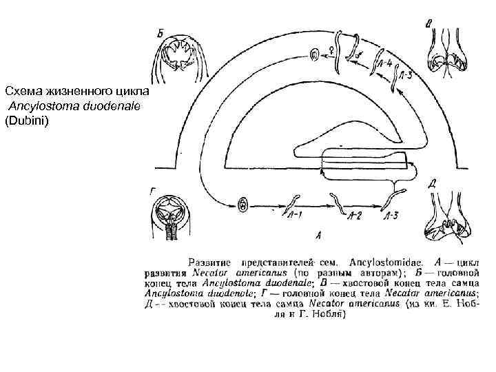 Схема жизненного цикла Ancylostoma duodenale (Dubini) 