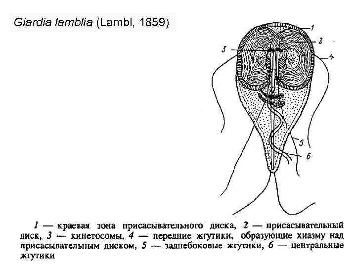 Giardia lamblia (Lambl, 1859) 
