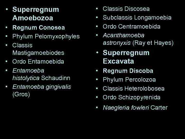  • Superregnum   •  Classis Discosea  Amoebozoa   