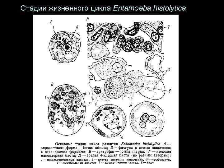 Стадии жизненного цикла Entamoeba histolytica 