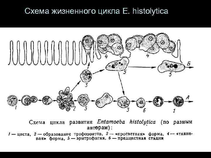 Рассмотрите схему жизненного цикла хвоща