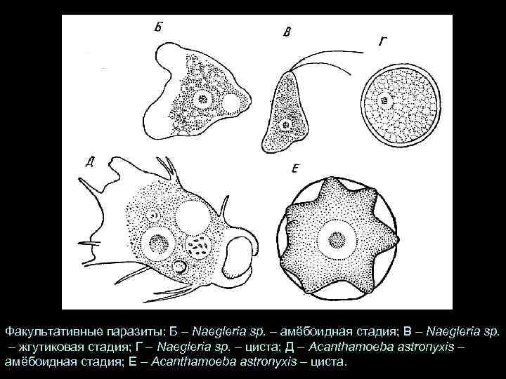 Факультативные паразиты: Б – Naegleria sp. – амёбоидная стадия; В – Naegleria sp. 